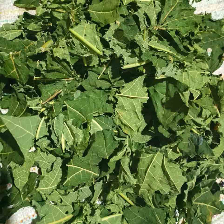 Premium quality cut papaya leaves used for tea and wellness blends