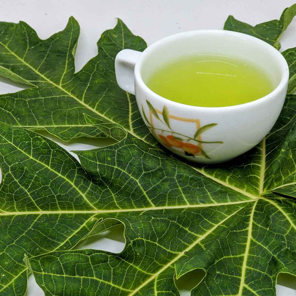 Dried papaya leaves cut from Sri Lanka for herbal tea and natural remedies