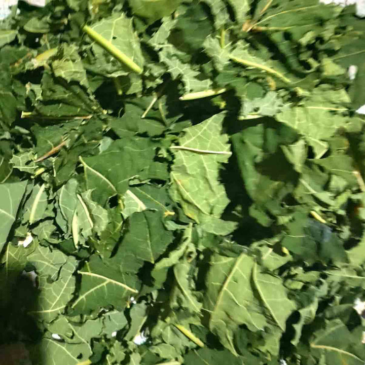 Dehydrated papaya leaves cut for herbal infusion and health uses