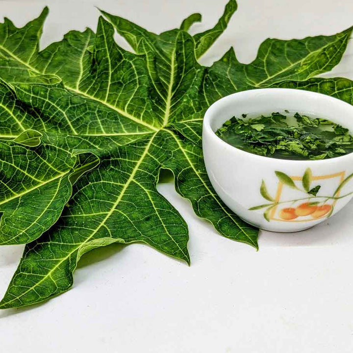 Papaya leaves cut and dried naturally for traditional herbal applications