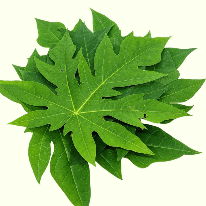 Dried papaya leaves cut and packed for tea blends and herbal formulations