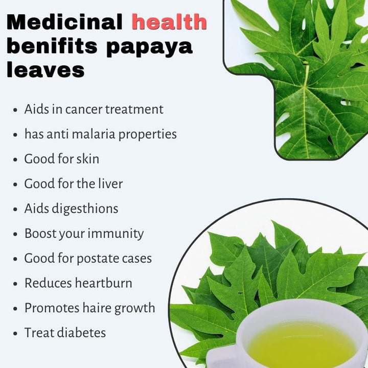 High-grade dried papaya leaf cuts for tea making and herbal mixes