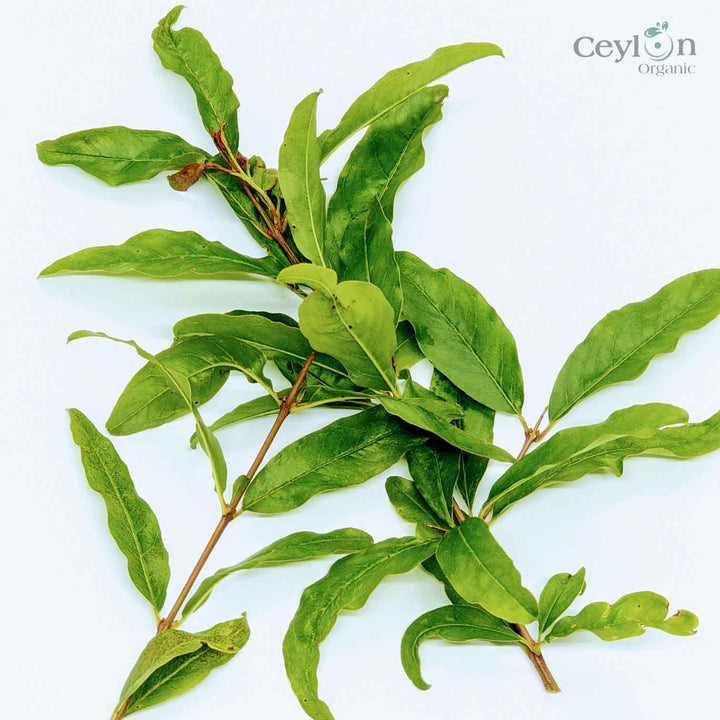  Pomegranate leaf tea is a delicious and healthy way to enjoy the benefits of this plant