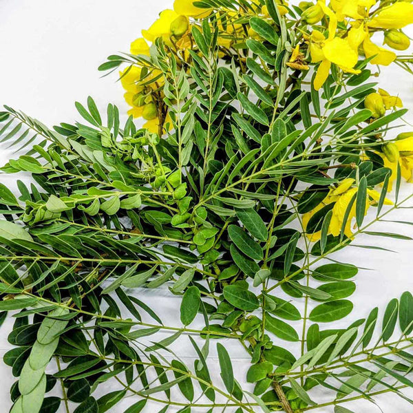 Fresh Ranavara leaves with vibrant yellow flowers on a white background, perfect for natural herbal remedies and organic cultivation.