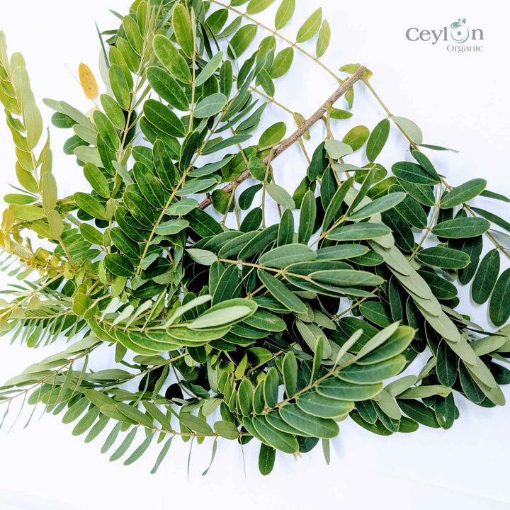Senna Leaves (Ayurvedic Herb): Ceylon Organic for Digestive Support