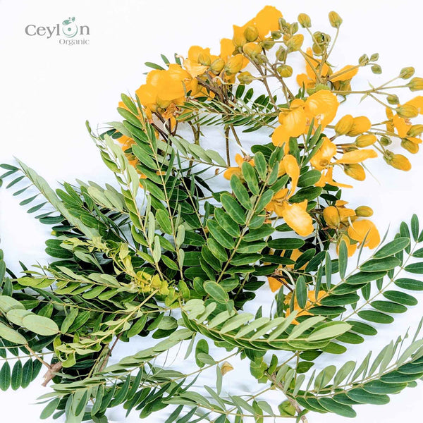 Senna Auriculata-Blätter, Ranawara-Blätter aus CEYLON, getrocknete Senna Auriculata-Blätter, 100 % biologisch