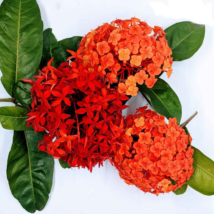 Bunch of fragrant rathmal flowers, perfect for adding a touch of elegance to any occasion.Buy rathmal flowers online for fast and convenient delivery.