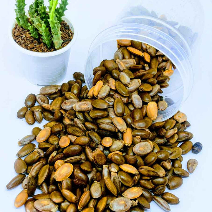 Soursop Seeds (Annona Muricata),Organic soursop seeds,Soursop Fruit Seeds,Tropical Fruit Seeds,Soursop Seeds,Sirsak Seeds,Fresh Soursop Seeds