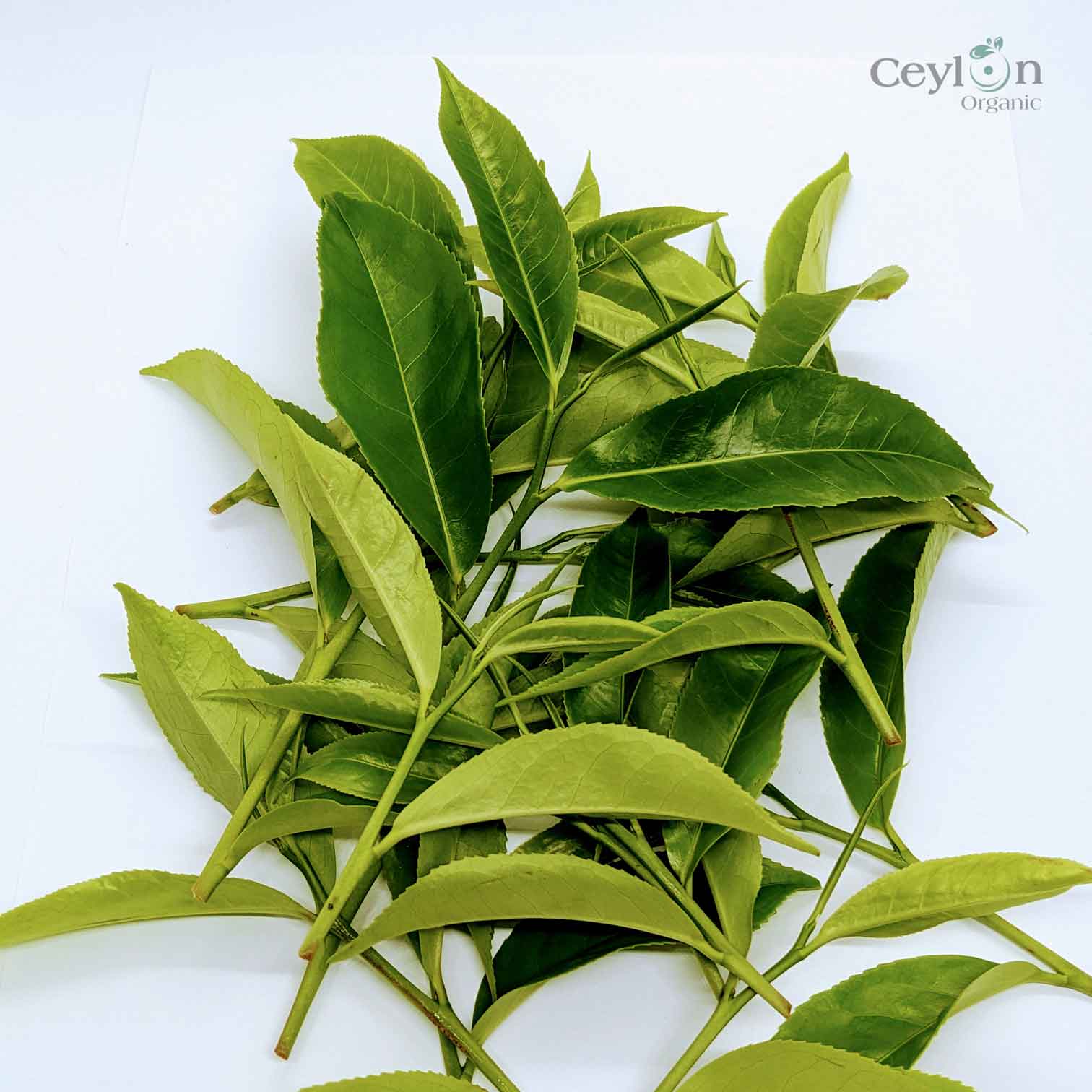Sri Lankan Tea Leaves: Experience Authentic Flavor & Quality | Ceylon ...