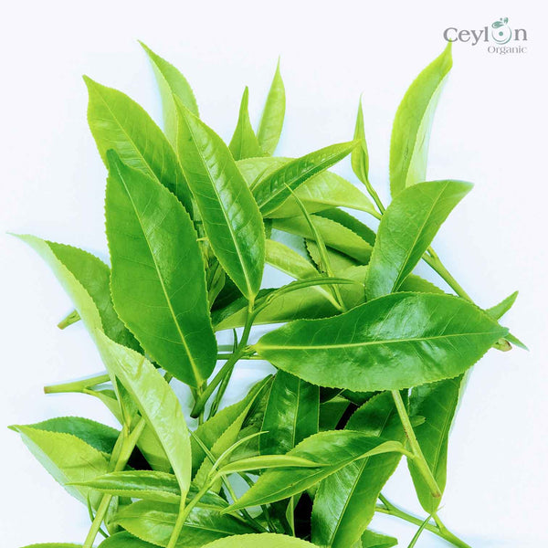 Dried Tea Leaves, hand picked Leaves, Ceylon tea | Ceylon Organic