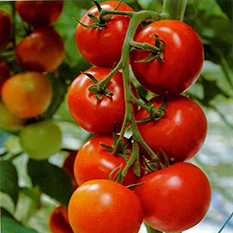 Bradley Tomato Seeds | Heirloom | Organic | Bulk | Wholesale | Canning | Rare