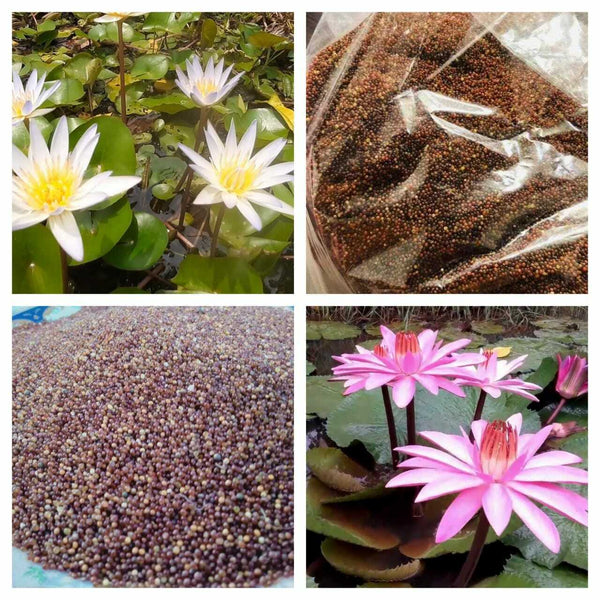 Lily Rice (Nymphaea stelata Seeds) Olu Hal, Extracted from Natural Lakes, Pure